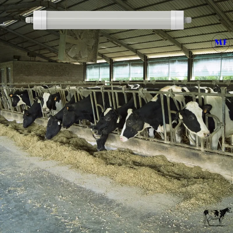 Luz LED Tri-Proof Anti-Amon&iacute;aco Color Blanco Ik10 IP69K 0~10V Dim CCT Potencia ajustable 170lm/W 1,6m para el ganado de granja 3