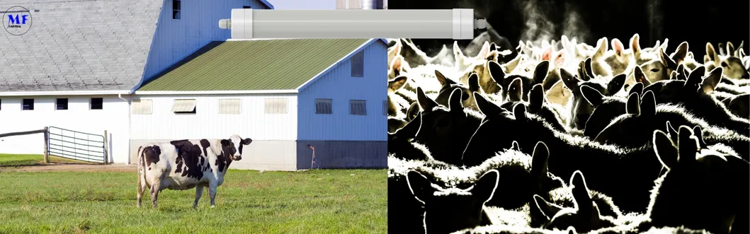 Luz LED Tri-Proof Anti-Amon&iacute;aco Color Blanco Ik10 IP69K 0~10V Dim CCT Potencia ajustable 170lm/W 1,6m para el ganado de granja 4