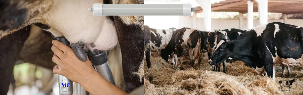 Luz LED Tri-Proof Anti-Amon&iacute;aco Color Blanco Ik10 IP69K 0~10V Dim CCT Potencia ajustable 170lm/W 1,6m para el ganado de granja 5