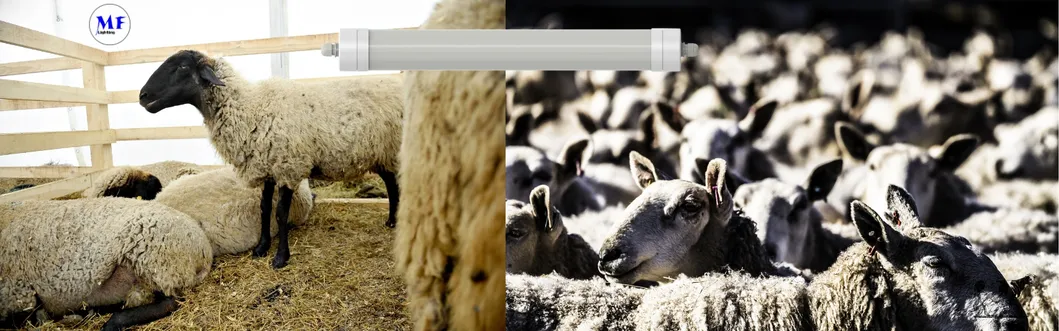 Luz LED Tri-Proof Anti-Amon&iacute;aco Color Blanco Ik10 IP69K 0~10V Dim CCT Potencia ajustable 170lm/W 1,6m para el ganado de granja 6