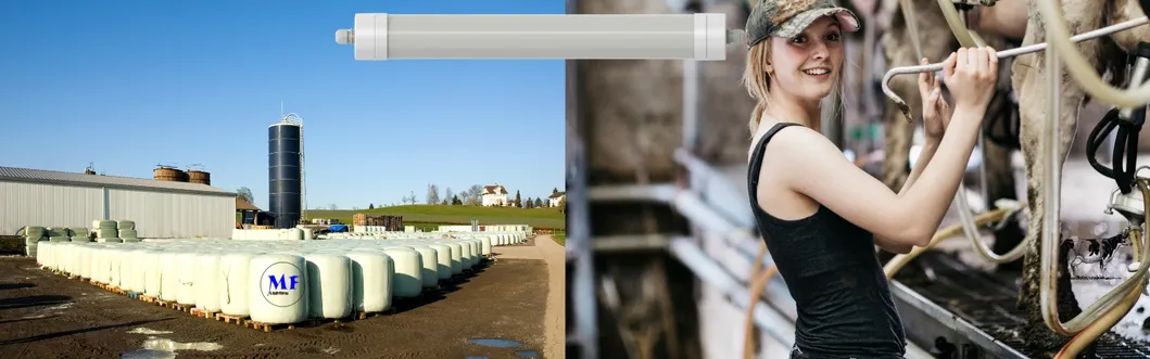 Luz LED Tri-Proof Anti-Amon&iacute;aco Color Blanco Ik10 IP69K 0~10V Dim CCT Potencia ajustable 170lm/W 1,6m para el ganado de granja 8