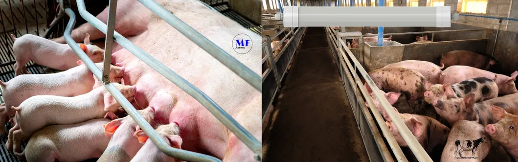 Luz LED Tri-Proof Anti-Amon&iacute;aco Color Blanco Ik10 IP69K 0~10V Dim CCT Potencia ajustable 170lm/W 1,6m para el ganado de granja 7