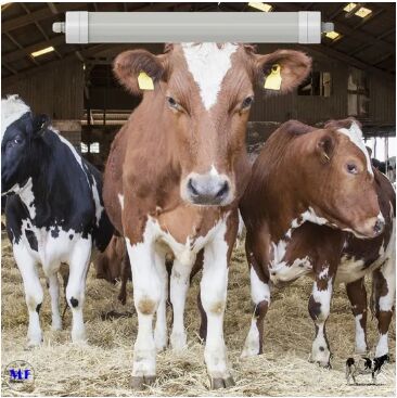 Luz LED Tri-Proof Anti-Amoníaco Color Blanco Ik10 IP69K 0~10V Dim CCT Potencia ajustable 170lm/W 1,6m para el ganado de granja